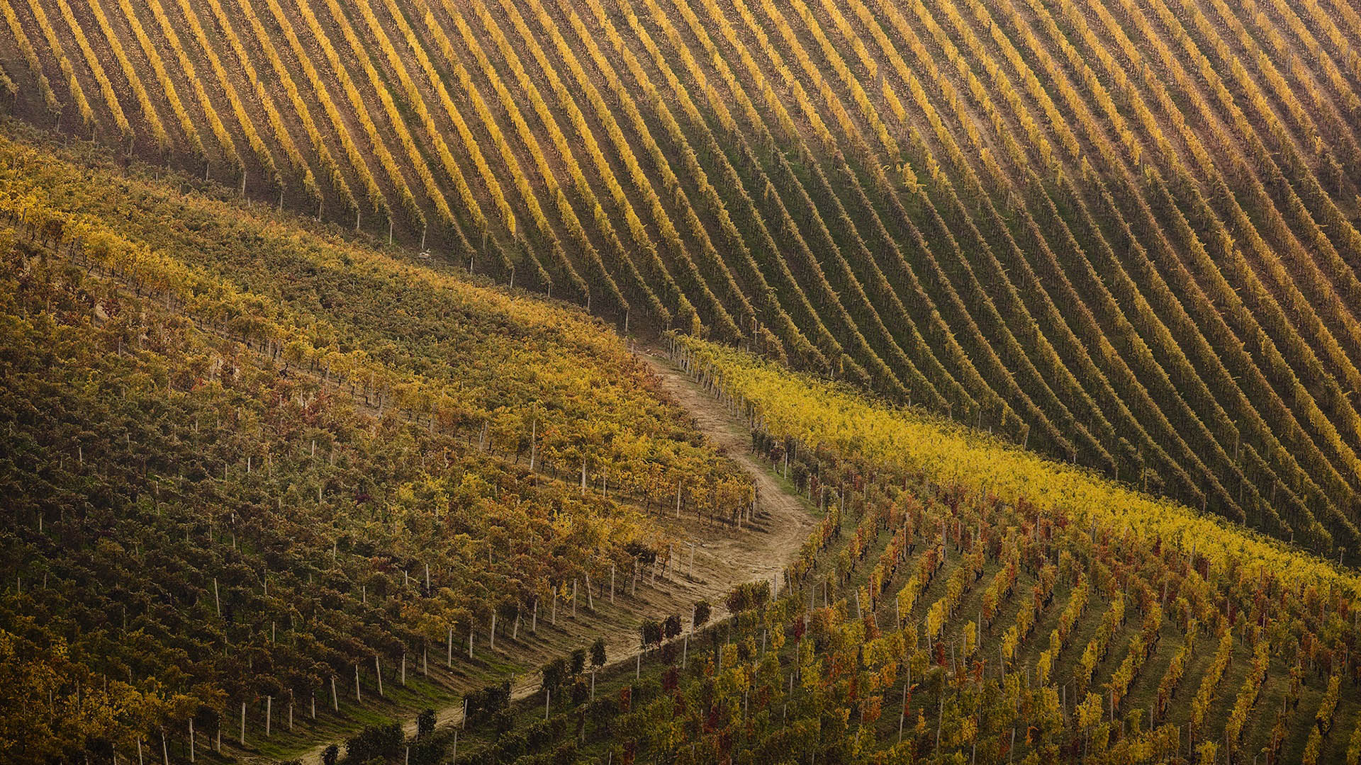 Araldica Castelvero vineyards.